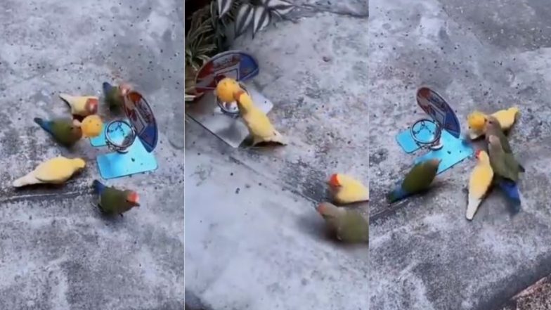 Viral Video: नन्हे पक्षियों ने मिलकर खेला बास्केटबॉल, इंटरनेट पर बार-बार देखा जा रहा है यह वायरल वीडियो