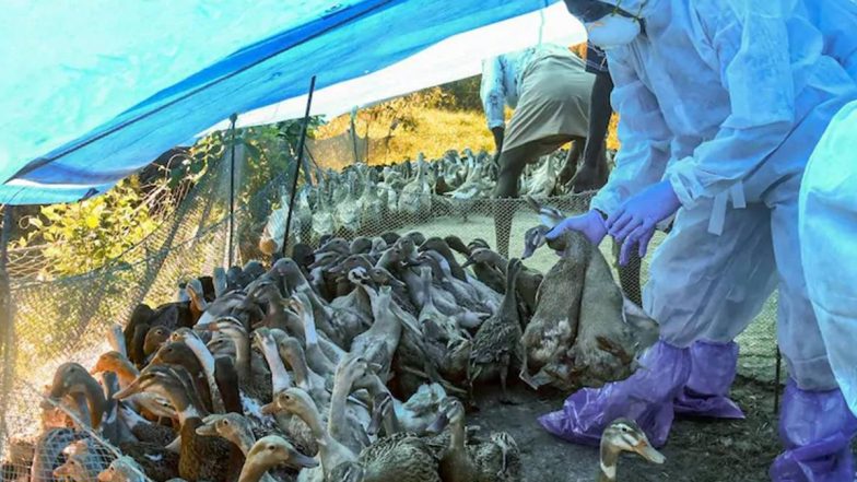 Bird Flu Update: कोरोना महामारी के बीच बर्ड फ्लू से दहशत, इन राज्यों में अलर्ट