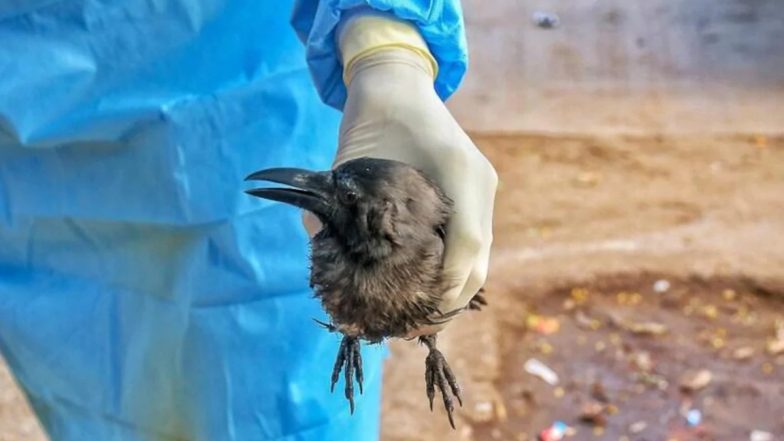 Bird flu: मध्य प्रदेश के 18 जिलों तक पहुंचा बर्ड फ्लू