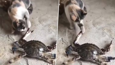 आराम फरमाते समय बिल्ली ने छेड़ा तो केकड़े को आया गुस्सा, फिर उसने किया कुछ ऐसा कि… (Watch Viral Video)