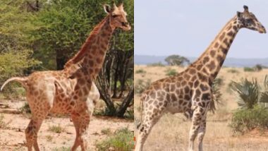 Dwarf Giraffes Viral Video: नामीबिया और युगांडा में पहली बार दिखे बौने जिराफ, वायरल वीडियो देख आप भी रह जाएंगे दंग