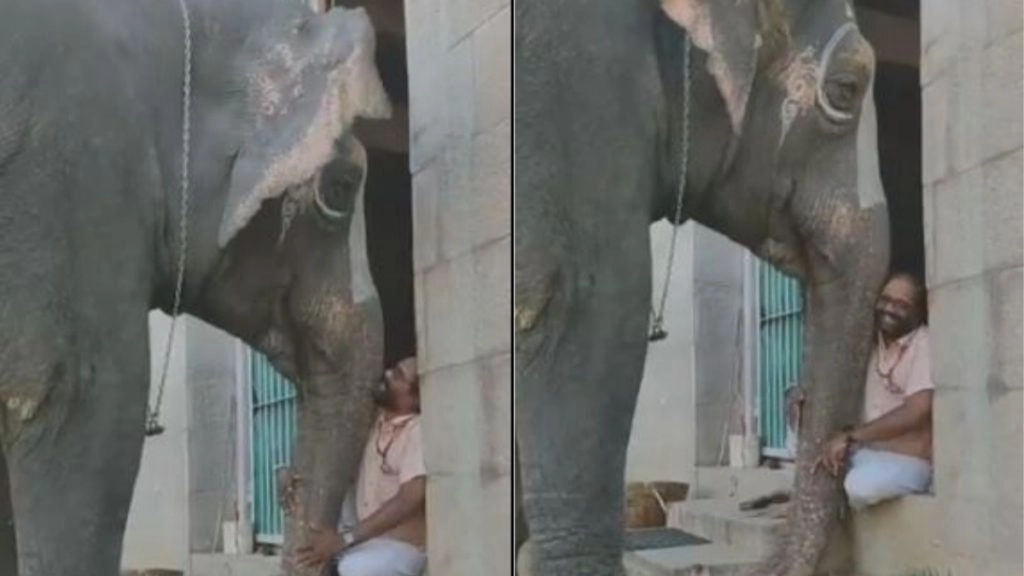लोगों को फोटो खींचते देख शर्मा गया हाथी, अपने महावत से जाकर कर दी शिकायत, मजेदार वीडियो हुआ वायरल