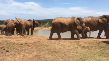 Viral Video: झील में गिरा नन्हा हाथी, उसकी जान बचाने के लिए आ पहुंचा हाथियों का पूरा झुंड, देखें फिर क्या हुआ…