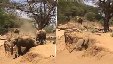 Elephant Viral Video: नीचे उतरने के लिए कूद नहीं सका हाथी तो निकाला ये नायाब तरीका, वीडियो देख हंसी से लोटपोट हो जाएंगे आप