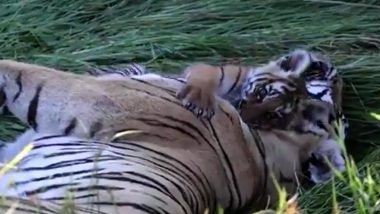 नन्हे बाघ ने अपनी मां बाघिन को प्यार से लगाया गले, आपके बचपन के दिनों की याद दिला देगा यह वीडियो (Watch Viral Video)
