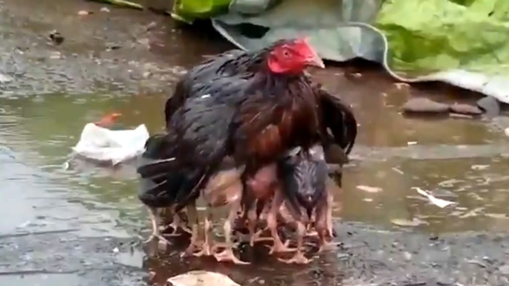 VIDEO: Viral Video: मुर्गी ने पेश की ममता की अनोखी मिसाल, अपने बच्चों को बारिश से बचाने के लिए ऐसे बनी ढाल