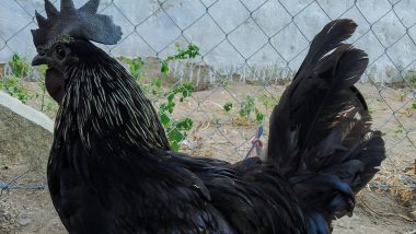 Bird Flu: महेंद्र सिंह धोनी के 'Kadaknath Chicken' फार्मिंग पर बर्ड फ्लू का खतरा, बिजनेस में हो सकता है नुकसान