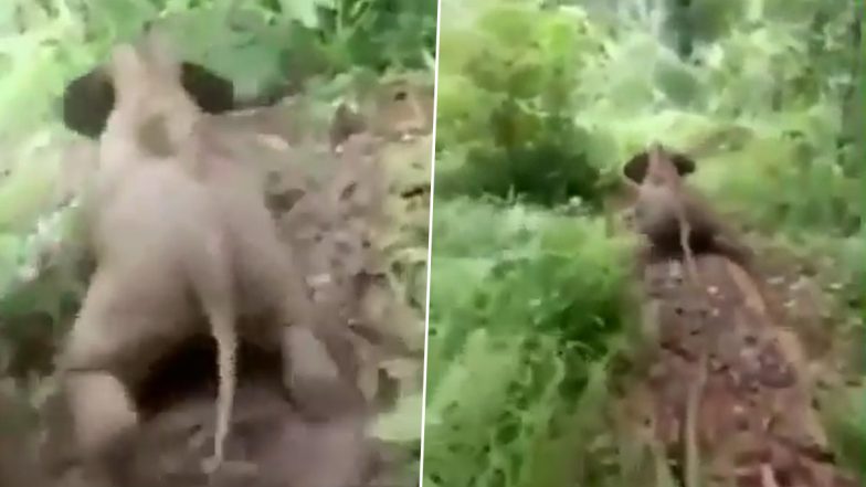 Baby Elephant Sliding: स्लाइडिंग करते नन्हे हाथी का मजेदार वीडियो हुआ वायरल, देखकर आपको भी आ जाएगी हंसी