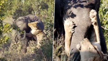 शिकार करने के इरादे से जब शेरनी ने हाथी पर किया हमला, फिर जो हुआ उसे देख हैरान हो जाएंगे आप (Watch Viral Video)