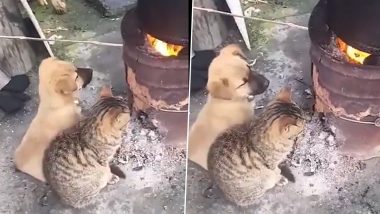 Puppy Kitten Viral Video कड क क ठ ड स बचन क ल ए नन ह ड ग और ब ल ल न क य यह क म व ड य द ख म स क र द ग आप Latestly ह न द