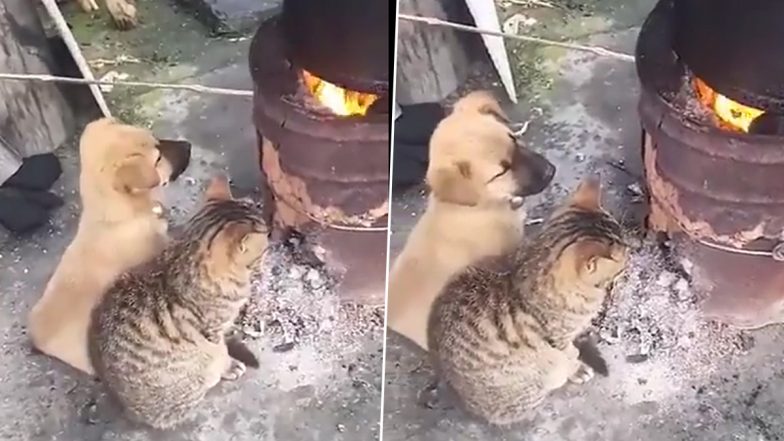 Puppy & Kitten Viral Video: कड़ाके की ठंड से बचने के लिए नन्हे डॉग और बिल्ली ने किया यह काम, वीडियो देख मुस्कुरा देंगे आप