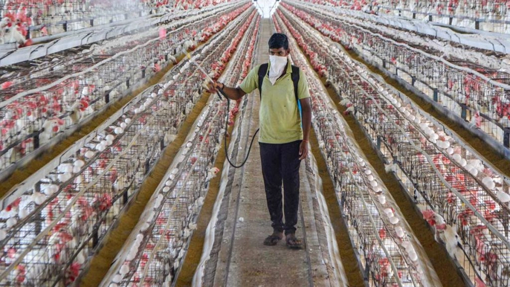 गुजरात: अहमदाबाद के पोल्ट्री फार्म में बर्ड फ्लू की पुष्टि