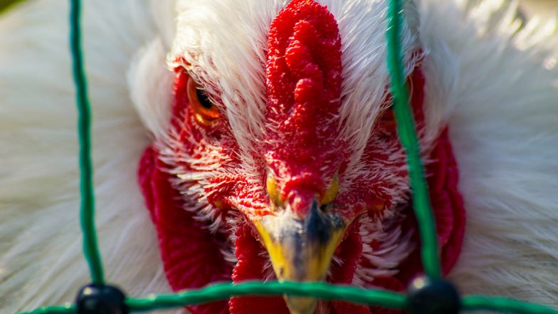 Bird Flu in Haryana: हरियाणा में कोरोना महामारी के बीच बर्ड फ्लू का संकट, अब तक 4 लाख से अधिक पोल्ट्री पक्षियों की मौत