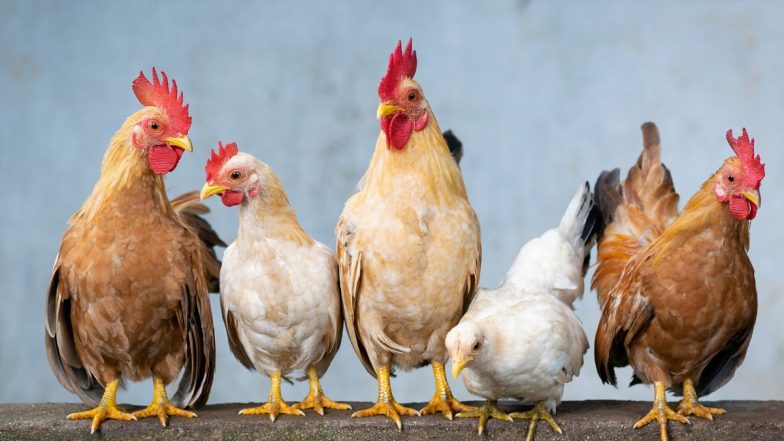 Bird Flu Confirmed in Maharashtra: महाराष्ट्र में बर्ड फ्लू की पुष्टि, 48 घंटों में 800 से अधिक मुर्गियों की मौत