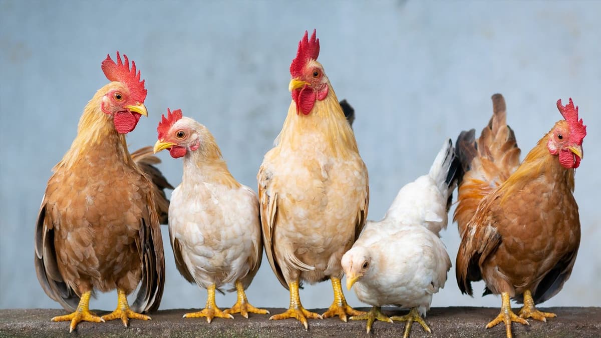 Bird Flu in Rajasthan: राजस्थान में बर्ड फ्लू, 140 पक्षियों की मौत