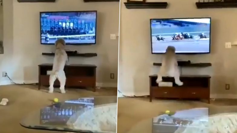 Viral Video: टीवी पर घोड़ों की रेस देखकर जोश में आया कुत्ता, किया कुछ ऐसा... मजेदार वीडियो हुआ वायरल