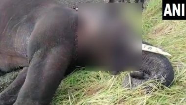 Elephant Death: तमिलनाडु के कोयंबटूर में मिला हाथी का शव, मौत की वजह का पता लगाने में जुटे वन विभाग के अधिकारी
