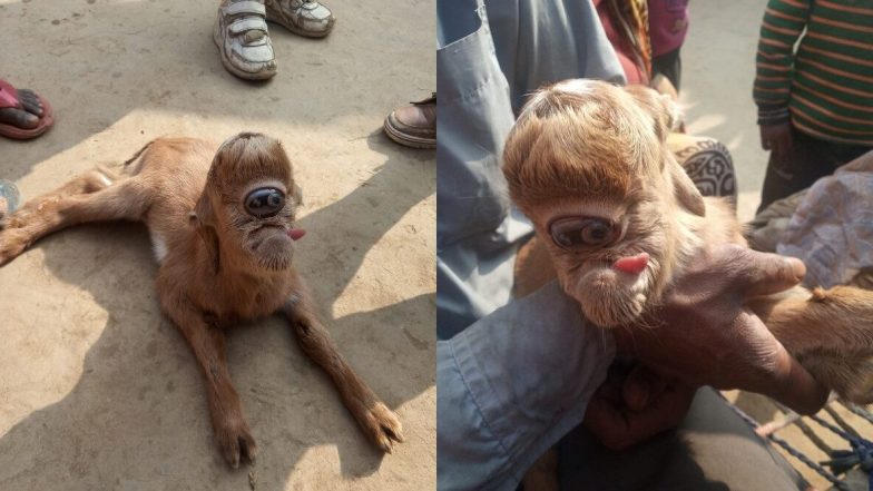 OMG! यूपी के बिजनौर में बकरी ने दिया एक आंख वाले मेमने को जन्म, विचित्र जानवर को देखने के लिए उमड़ी भीड़ (See Pics)