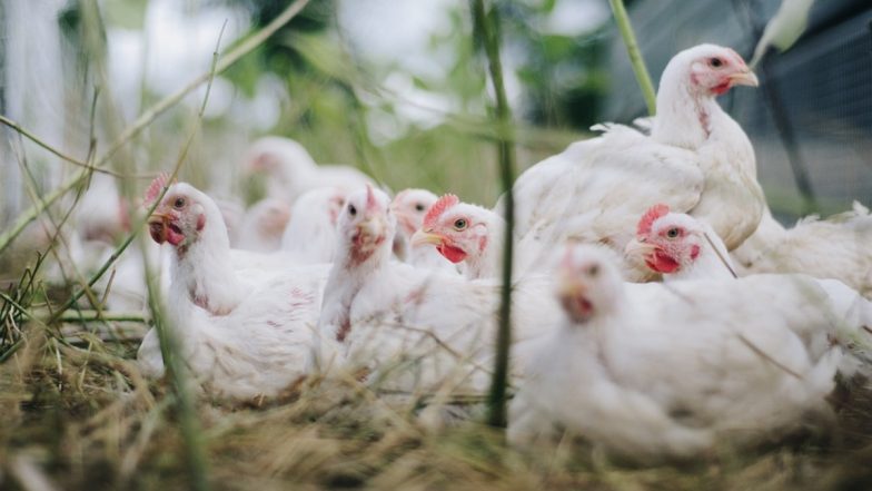 Bird Flu: एवियन फ्लू का खतरा! जानें क्या हैं बर्ड फ्लू के लक्षण, कारण, इलाज और बचाव के तरीके