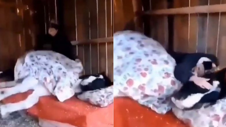 Horse Viral Video: कड़ाके की सर्दी में लगी ठंड तो रजाई ओढ़कर सो गया घोड़ा, मजेदार वीडियो हुआ वायरल