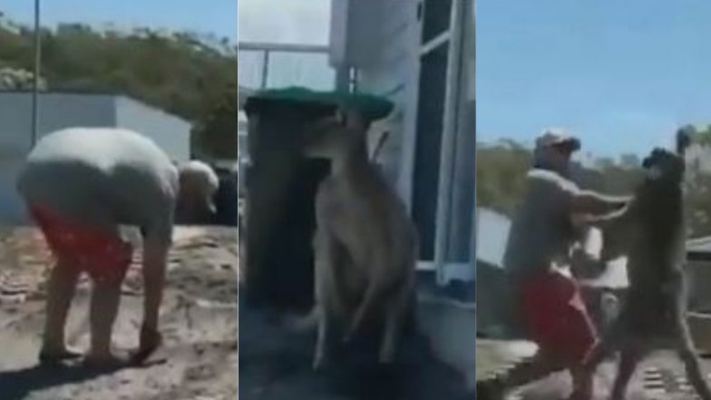 Viral Video: शख्स ने कंगारू को भगाने के लिए मारा पत्थर तो जानवर ने ऐसे सिखाया सबक, आप भी देखें