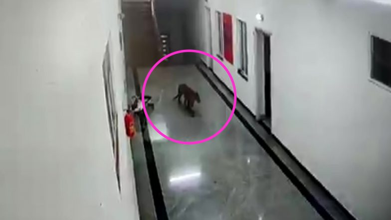 Leopard Enters in Medical College: कर्नाटक के चामराजनगर स्थित मेडिकल कॉलेज में घूमता दिखा खूंखार तेंदुआ, वीडियो वायरल