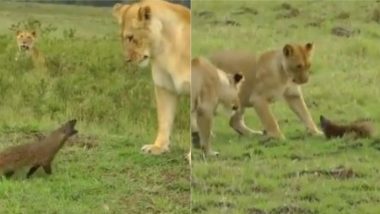 Viral Video: तीन शेरों से अकेला जा भिड़ा नेवला, ऐसे सिखाया जंगल के राजा को सबक