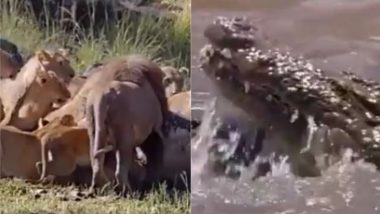 शेरों का झुंड नदी किनारे खा रहा था खाना, तभी एक मगरमच्छ ने किया उन पर हमला फिर… (Watch Viral Video)
