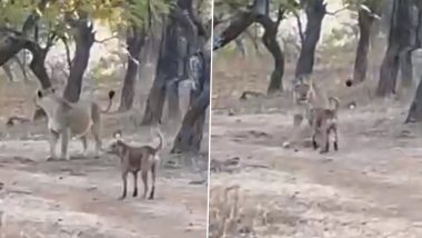 आवारा कुत्ते और खूंखार शेरनी के बीच हुई भयंकर लड़ाई, आखिर क्या हुआ इसका अंजाम? (Watch Viral Video)