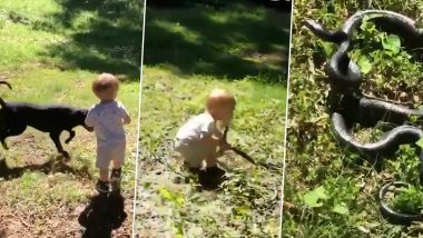 Viral Video: गार्डन में खेलते वक्त बच्चे ने जब लकड़ी की जगह जिंदा सांप उठा लिया