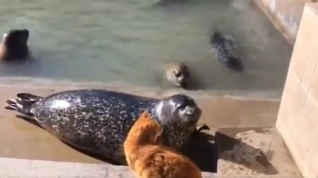 बिल्ली से पंगा लेना सील को पड़ा भारी, गाल पर जोरदार चांटा पड़ते ही हुआ ऐसा हाल… (Watch Viral Video)