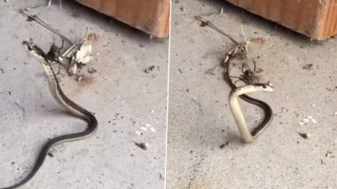 Viral Video: जहरीले सांप को छोटी सी मकड़ी ने बनाया अपना शिकार, ऐसे ली उसकी जान… वीडियो देख उड़ जाएंगे आपके होश
