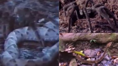 Spider Kills King Cobra: मकड़ी ने किंग कोबरा का किया शिकार, ऐसे किया जहरीले सांप का काम तमाम, देखें वायरल वीडियो