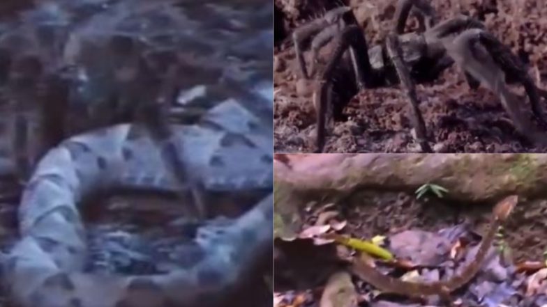 Spider Kills King Cobra: मकड़ी ने किंग कोबरा का किया शिकार, ऐसे किया जहरीले सांप का काम तमाम, देखें वायरल वीडियो