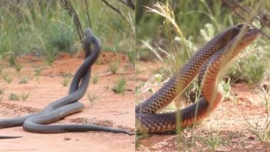 Snake Fight: नागिन को लुभाने के लिए दो जहरीले सांप आपस में भिड़े, वायरल हुआ इस जबरदस्त लड़ाई का वीडियो