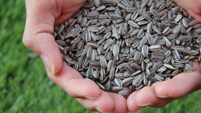 Sunflower Seeds Benefits: सूरजमुखी के बीजों का नियमित तौर पर करें सेवन, सेहत को होंगे ये कमाल के फायदे