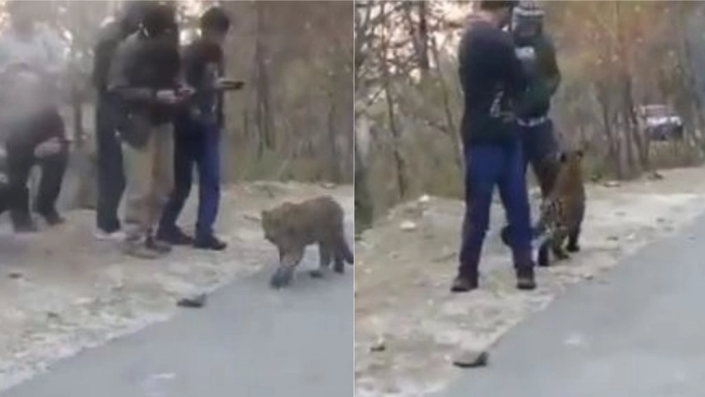 टलहते-टहलते लोगों की बीच जा पहुंचा तेंदुआ, डरने के बजाय भीड़ ने जानवर को खूब सताया (Watch Viral Video)