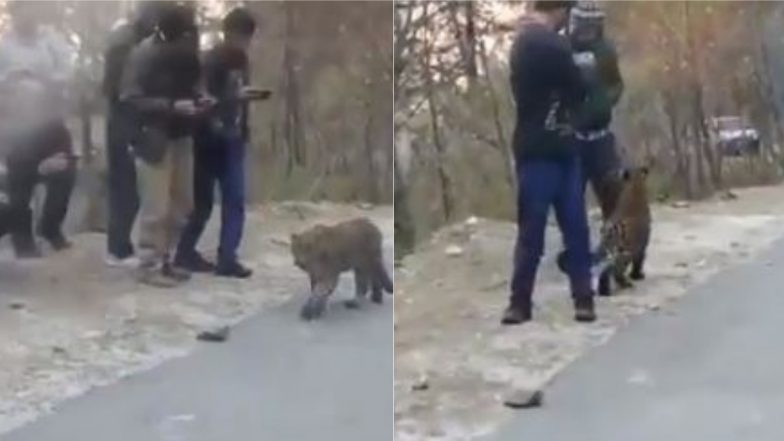 क्या ऐसे होते है इंसान: टलहते-टहलते लोगों की बीच जा पहुंचा तेंदुआ, डरने के बजाय भीड़ ने जानवर को खूब सताया (Watch Viral Video)