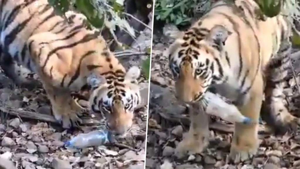 बिहार : बाघ के हमले में दंपति की मौत, ग्रामीण घायल