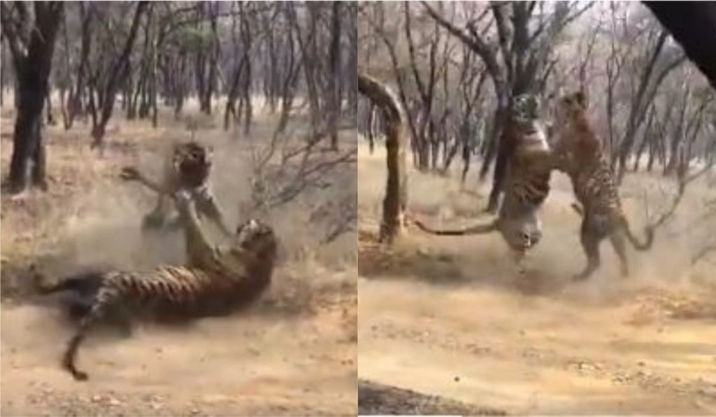 जब दो बाघों के बीच हुई जबरदस्त लड़ाई, वायरल वीडियो में देखें क्या हुआ इसका अंजाम