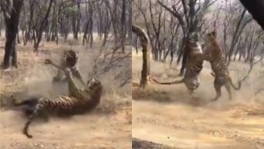 Tigers Fight Viral Video: जब दो बाघों के बीच हुई जबरदस्त लड़ाई, वायरल वीडियो में देखें क्या हुआ इसका अंजाम
