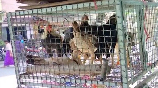 कर्नाटक में बर्ड फ्लू का डर, बेंगलुरु  में चिकन के कारोबार में भारी गिरावट