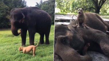 Viral Video: हाथी और कुत्ते की जबरदस्त दोस्ती देखकर हो जाएंगे हैरान, कभी नहीं छोड़ते एक दूसरे का साथ