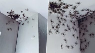 Swarm of Spiders Found in Bedroom: बेटी के बेडरूम में शिकारी मकड़ियों का झूंड देख मां हुई शॉक, वीडियो देखकर चकरा जाएगा सिर