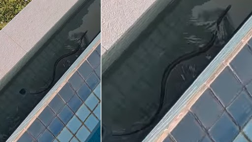 Snake Viral Video: घर के स्विमिंग पूल में तैरता हुआ मिला दुनिया का सबसे जहरीला सांप, वीडियो देख उड़ जाएंगे होश