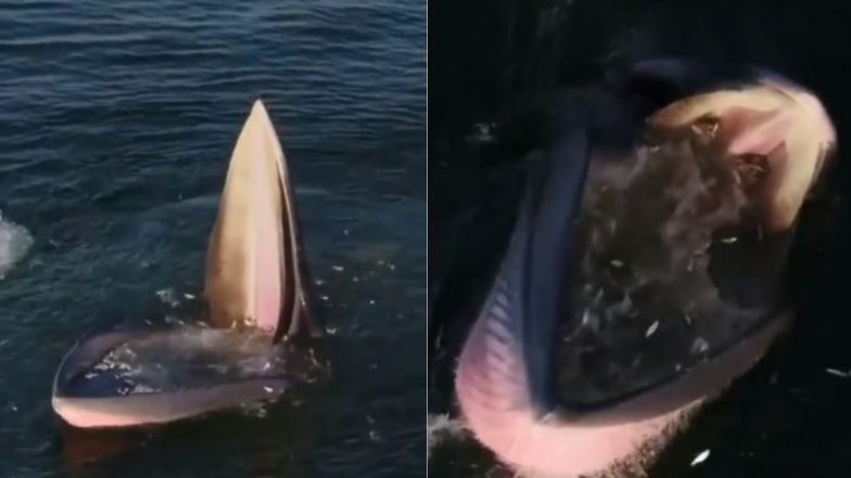 Whale Trap! व्हेल मछली ने बिछाया खतरनाक जाल, कई छोटी मछलियों का पल भर में बनाया शिकार (Watch Viral Video)