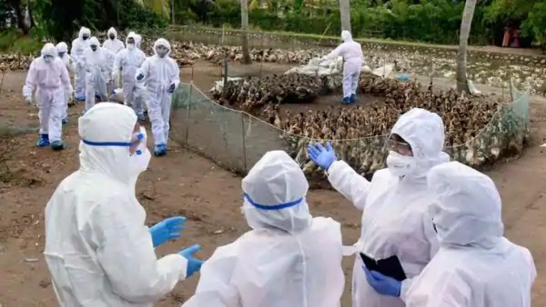 Bird Flu: हरियाणा, महाराष्ट्र के बाद मध्यप्रदेश की पोल्ट्री में भी बर्ड फ्लू की पुष्टि