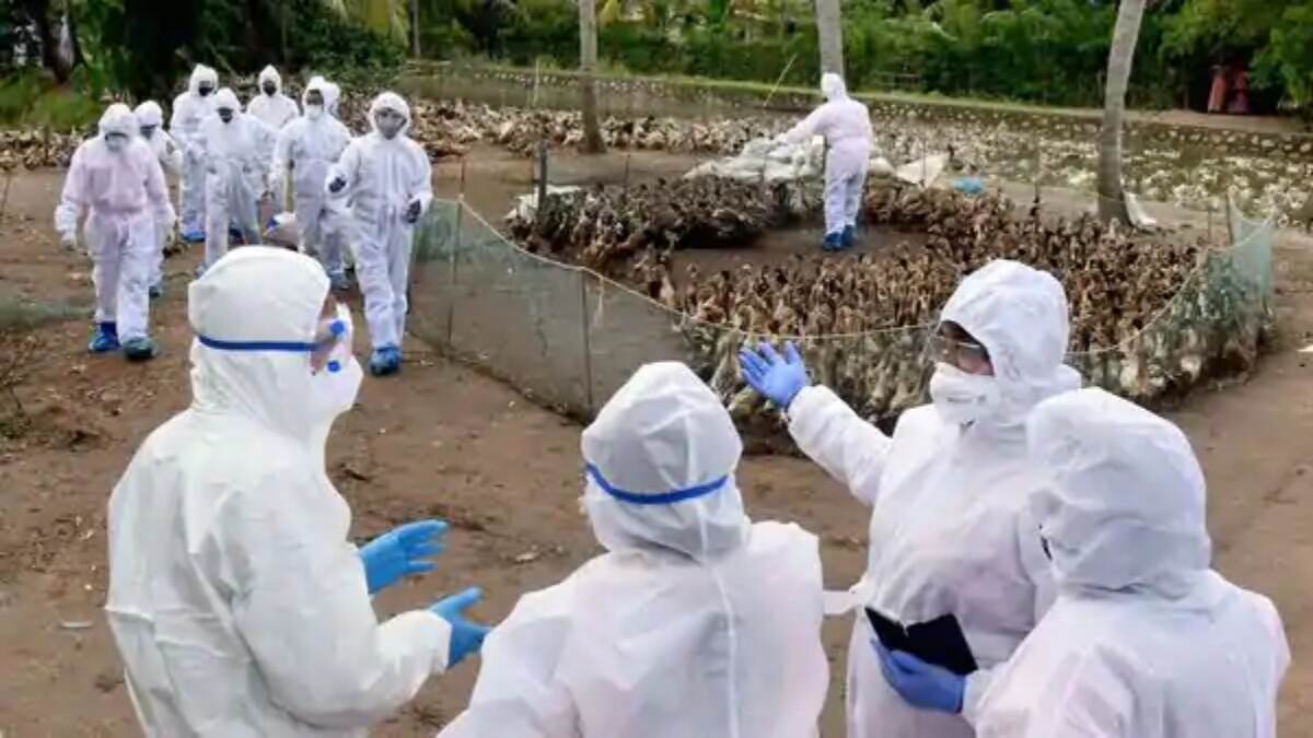 Bird Flu: दिल्ली में चिड़ियाघर के अंदर भी पहुंचा बर्ड फ्लू, जांच के लिए भेजे गए जानवरों के सैंपल