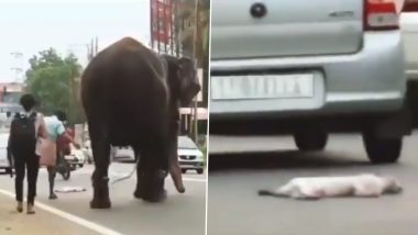 Viral Video: कुत्ते की लाश देखकर चेन में बंधे हाथी ने बदला अपना रास्ता, लेकिन इंसानों पर नहीं पड़ा कोई फर्क
