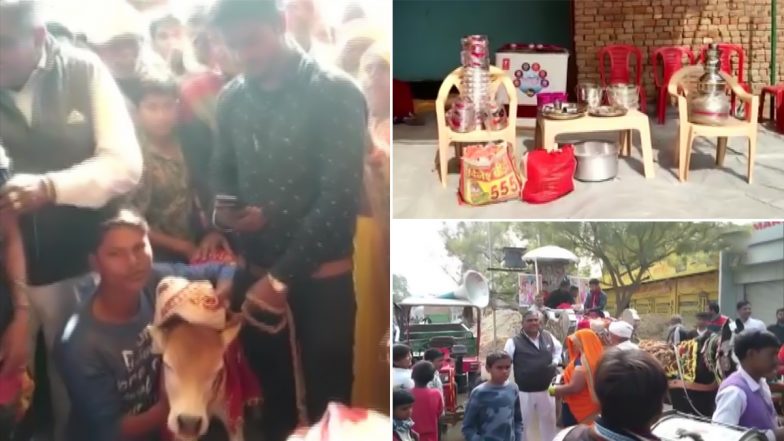 Unique Wedding! यूपी के मथुरा में धूमधाम से निकली बैल की बारात, लोगों ने कराई गाय के साथ शादी (See Pics)